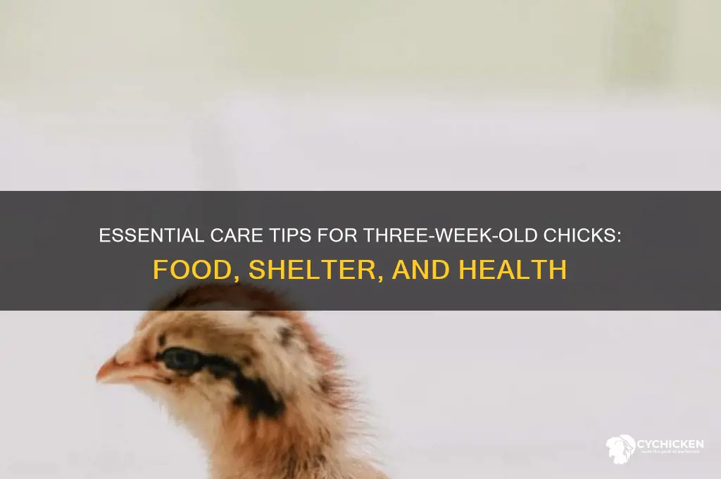 what do 3 week old chicks need