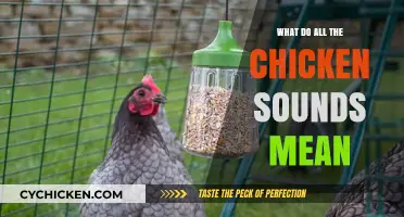 Decoding Clucks: Understanding the Meaning Behind Chicken Sounds