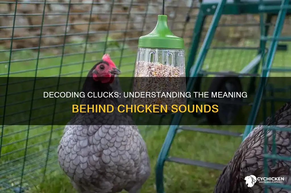 what do all the chicken sounds mean