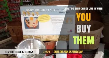 Cozy Homes for Baby Chicks: What to Provide When You Buy Them