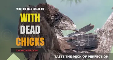 Bald Eagles' Behavior: Handling Dead Chicks in the Nest