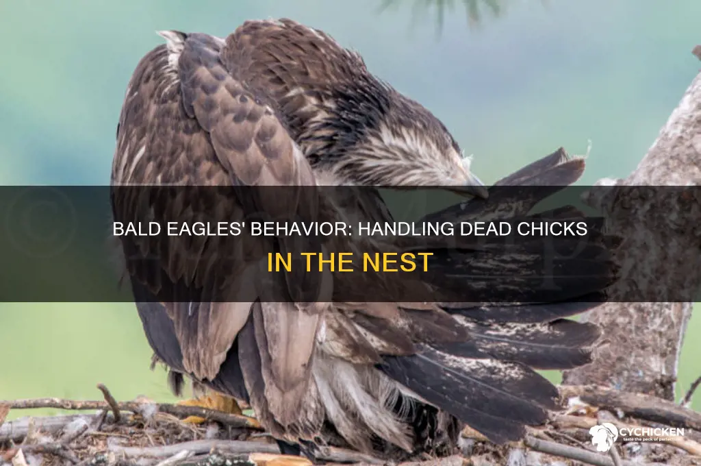 what do bald eagles do with dead chicks
