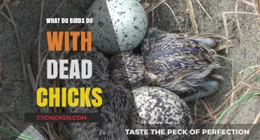 How Birds Handle Dead Chicks: Nature's Harsh Yet Necessary Practices