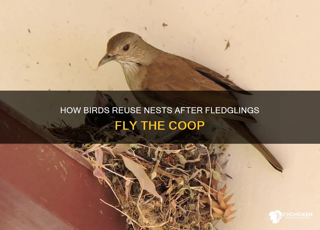 what do birds do with nest after chicks leave