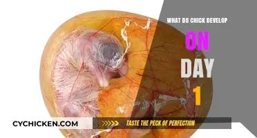 Chick Development Day 1: Unveiling the Embryo's Initial Growth Stages