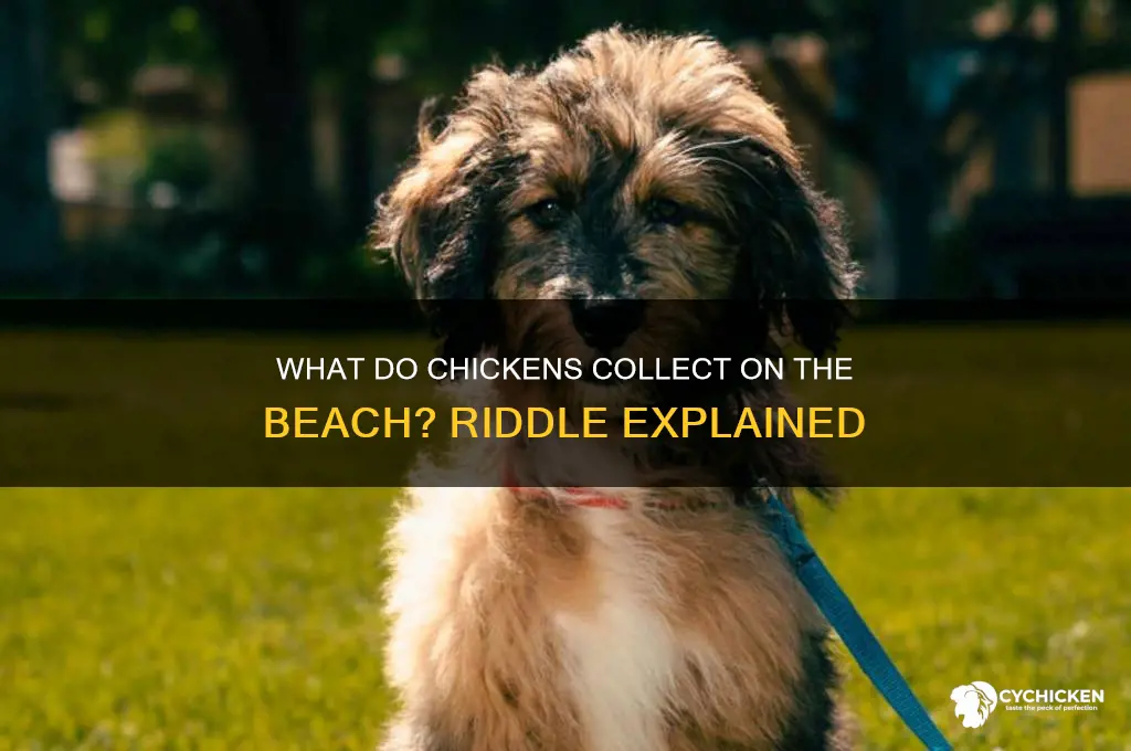 what do chicken collect on the beach riddle