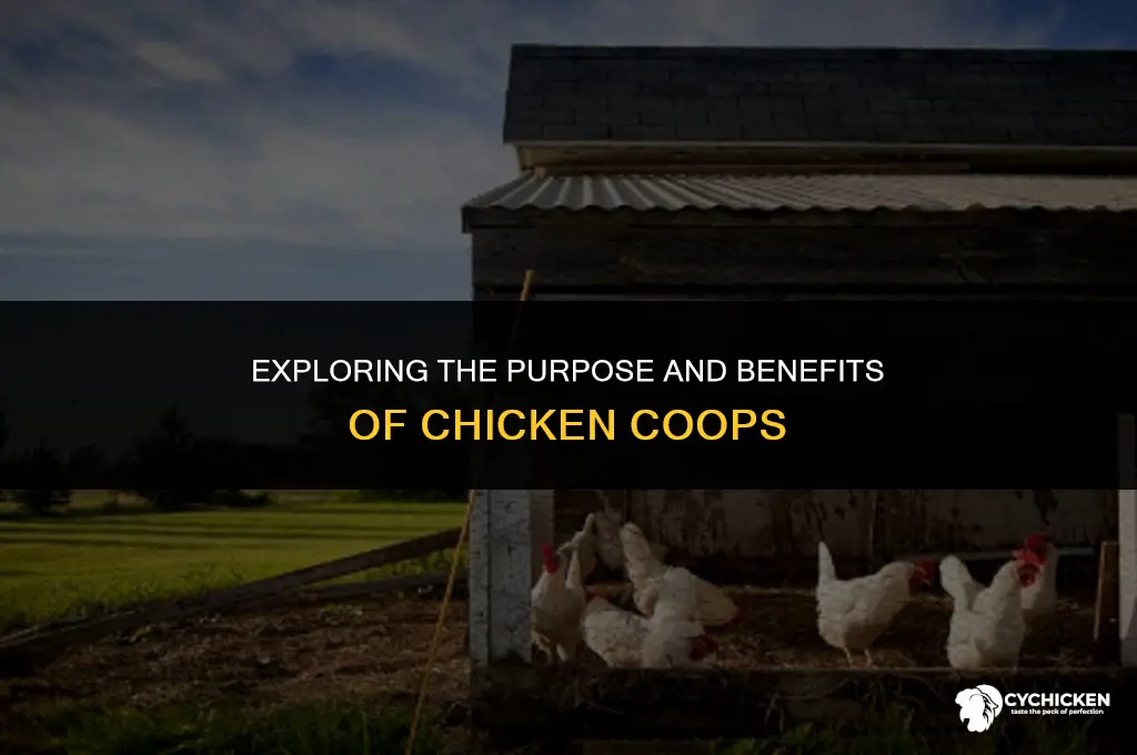 what do chicken coops do
