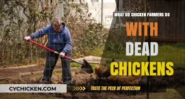 Handling Dead Chickens: Practices and Protocols on Poultry Farms