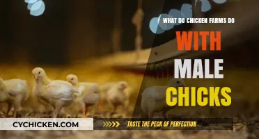 The Fate of Male Chicks: Practices on Chicken Farms Explained