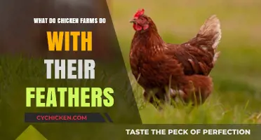 From Farm to Feather: Sustainable Uses of Poultry Feathers Explained