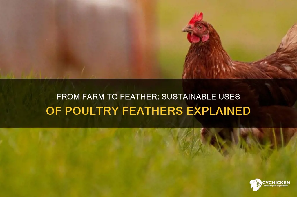 what do chicken farms do with their feathers