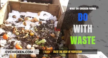 Managing Chicken Farm Waste: Sustainable Practices and Environmental Impact