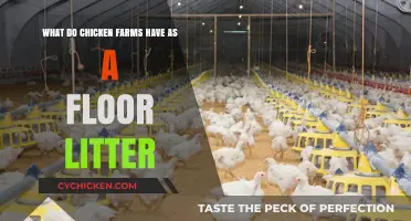 Chicken Farms: Floor Litter Options and Their Benefits