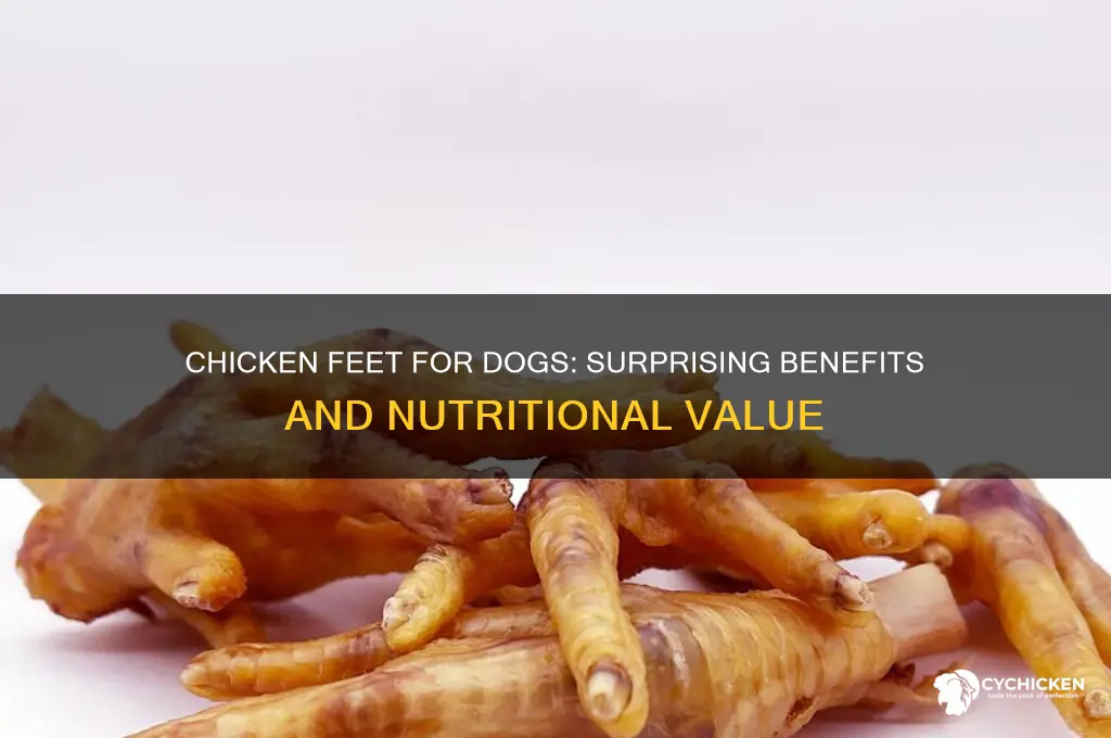 what do chicken feet do for dogs