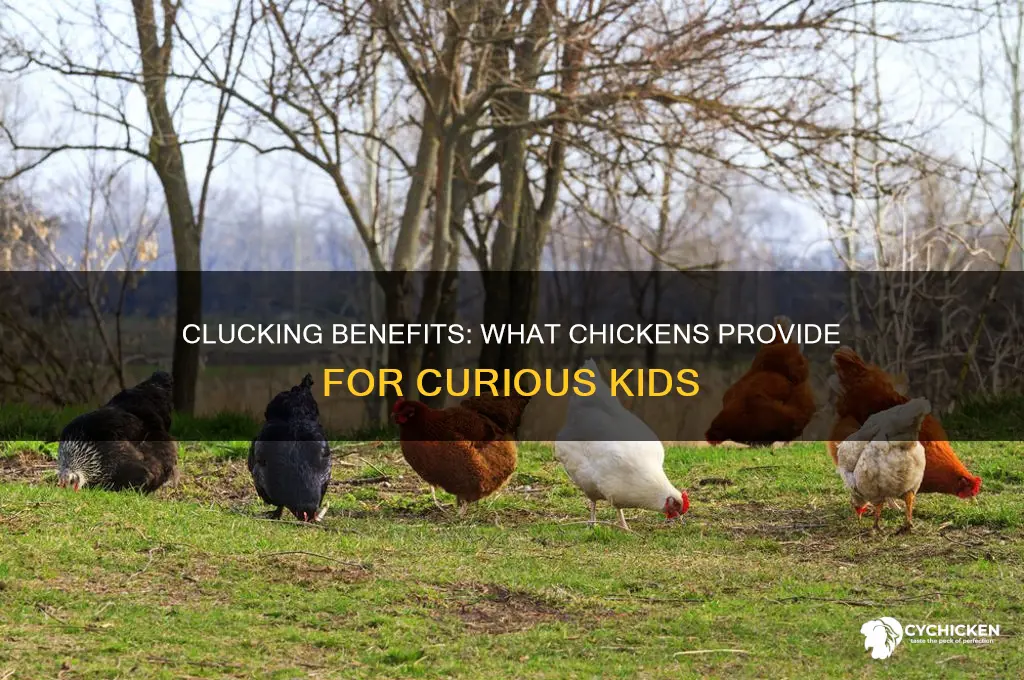 what do chicken give us for kids