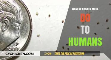 Chicken Mites: Understanding Their Impact on Human Health and Prevention