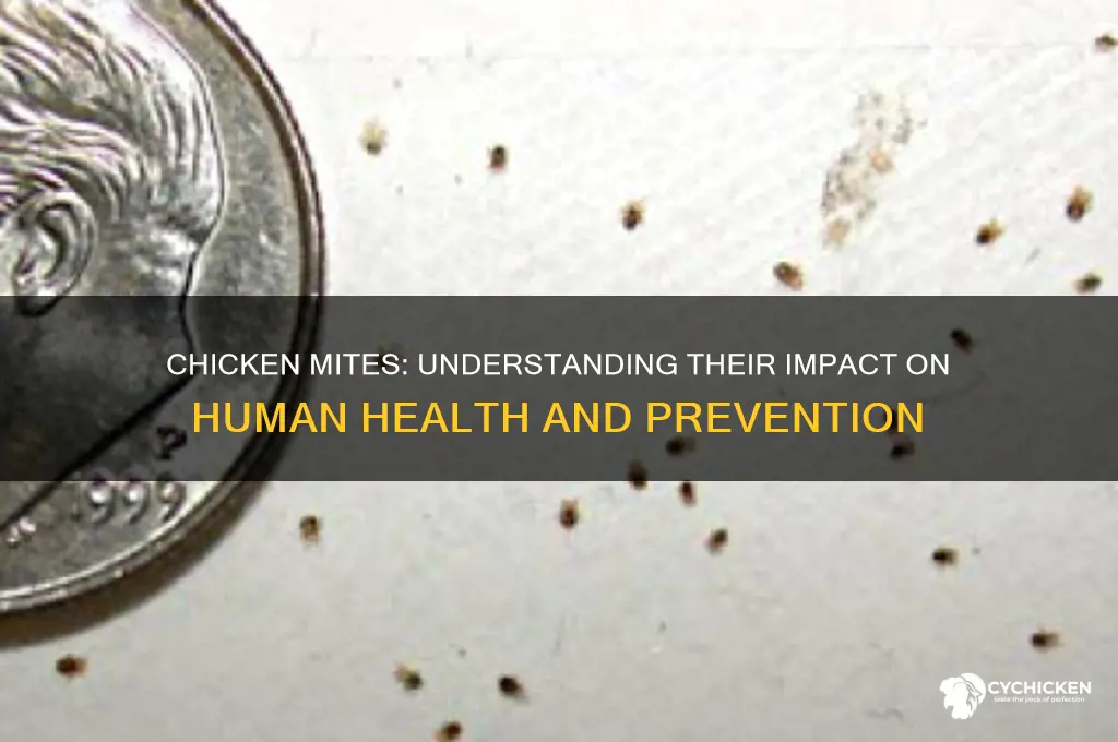 what do chicken mites do to humans