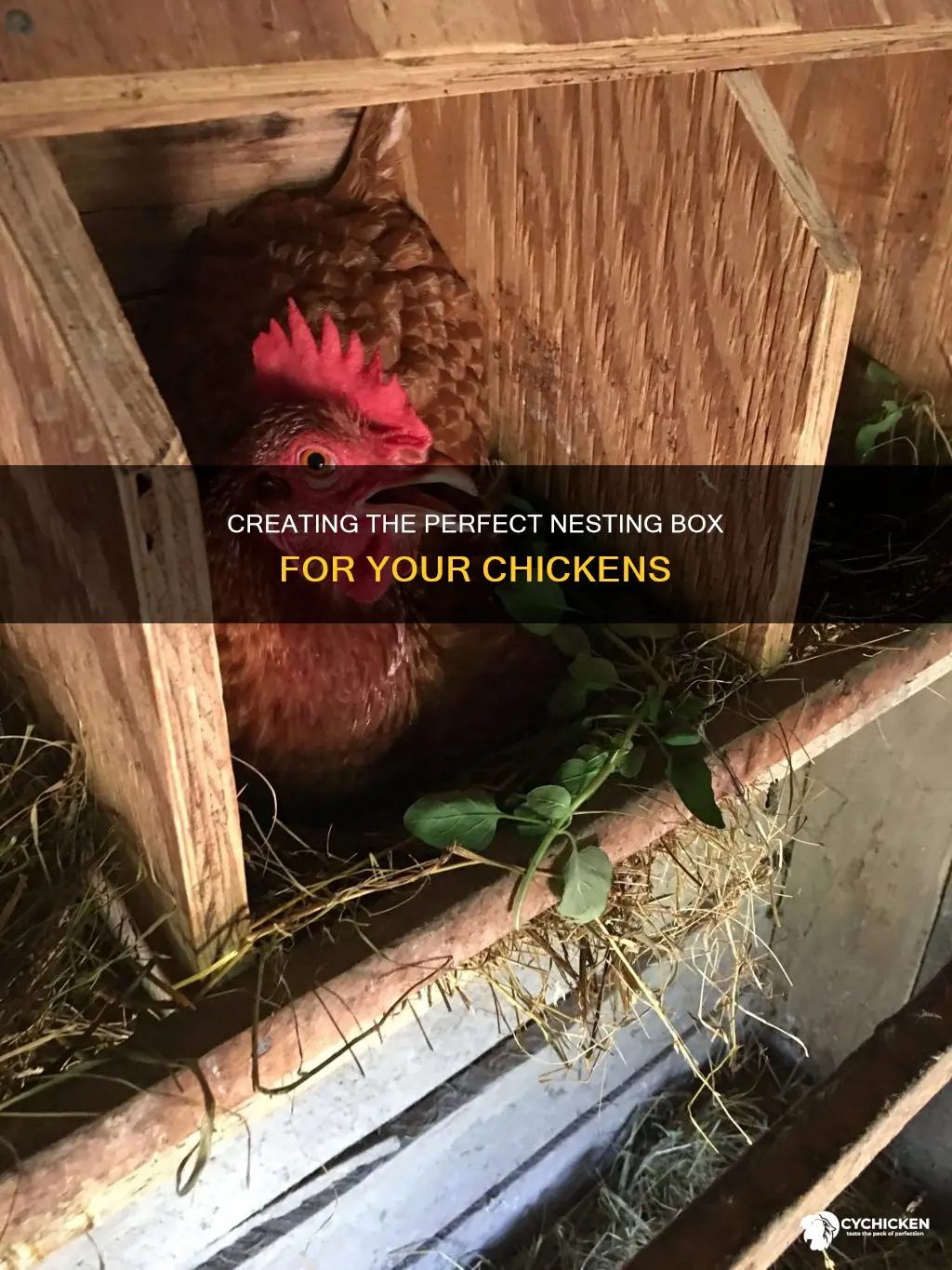 what do chicken need in their nesting box plans