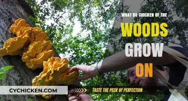 Where to Find Chicken of the Woods: Ideal Trees for Growth