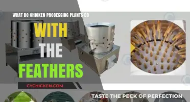 Chicken Feathers: Processing Plants' Creative Uses