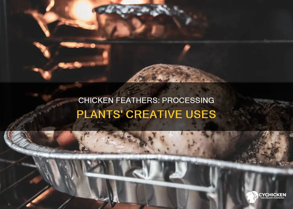 what do chicken processing plants do with the feathers