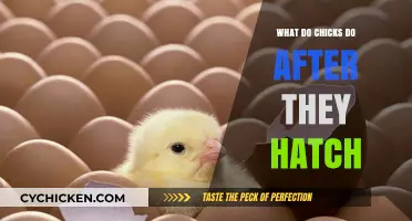 From Shell to World: Unveiling Chicks' First Steps After Hatching