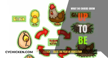 From Fluff to Feathers: Unveiling a Chick's Adult Transformation Journey