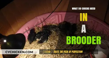 Essential Brooder Setup: Creating a Safe Haven for Baby Chicks