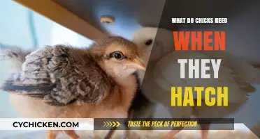 Essential Care for Newborn Chicks: Hatching Needs and Tips