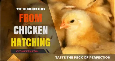 Hatching Curiosity: Life Lessons Children Learn from Chicken Hatching