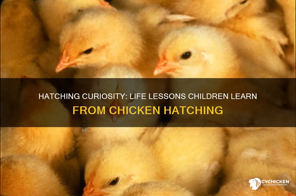 what do children learn from chicken hatching