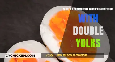 How Double Yolks Impact Commercial Chicken Farmers