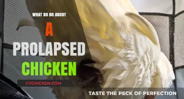 How to Treat and Manage a Prolapsed Chicken: Essential Care Tips