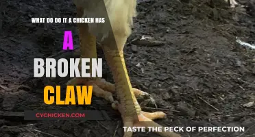 How to Treat a Chicken's Broken Claw