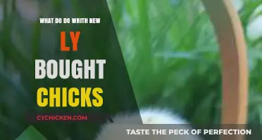 Caring for Your New Chicks: Essential Tips for Happy, Healthy Birds