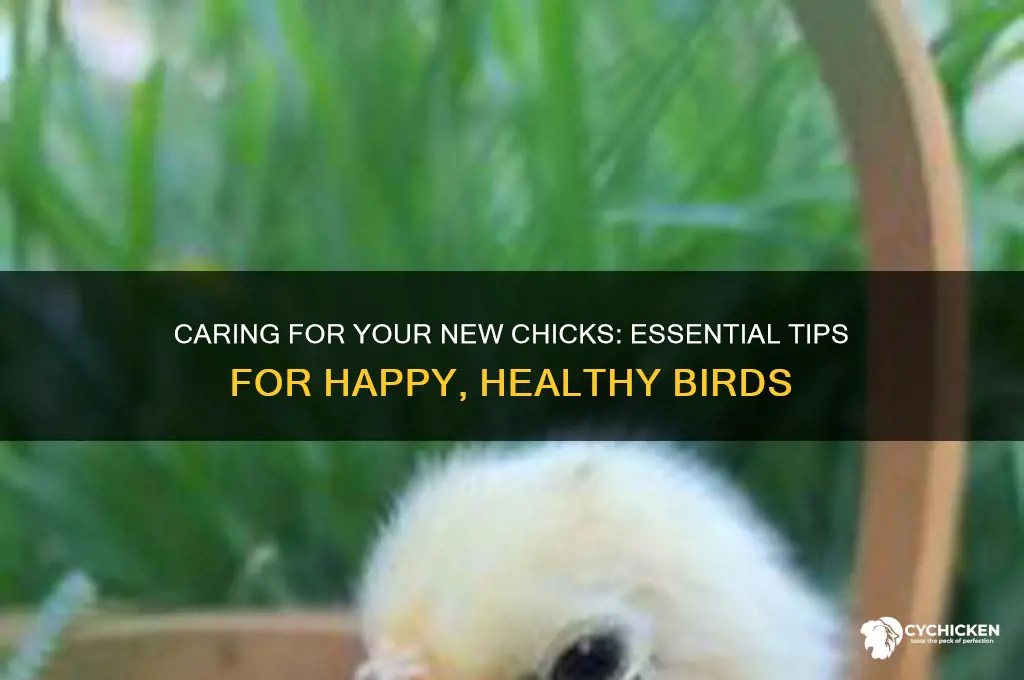 what do do whith new ly bought chicks