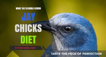 Florida Scrub Jay Chicks' Diet: Essential Foods for Survival and Growth
