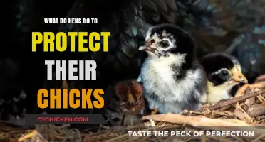 How Hens Safeguard Their Chicks: Instincts and Protective Behaviors Explained