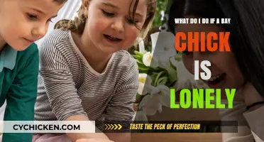 How to Cheer Up Your Lonely Baby Chick