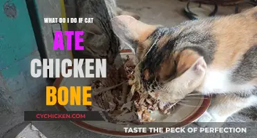 How to Act if Your Cat Ate a Chicken Bone