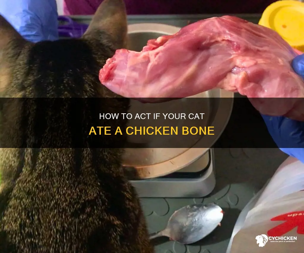 what do i do if cat ate chicken bone