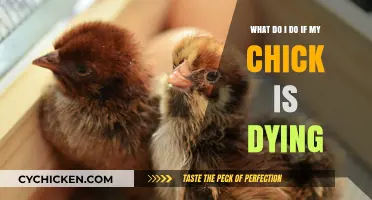 Saving a Chick: What to Do in an Emergency