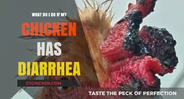 Managing Diarrhea in Chickens: A Quick Guide