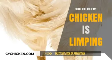 Treating a Limp: Helping Your Injured Chicken