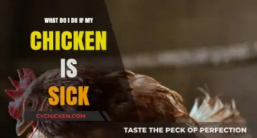 Caring for a Sick Chicken: What to Do and How