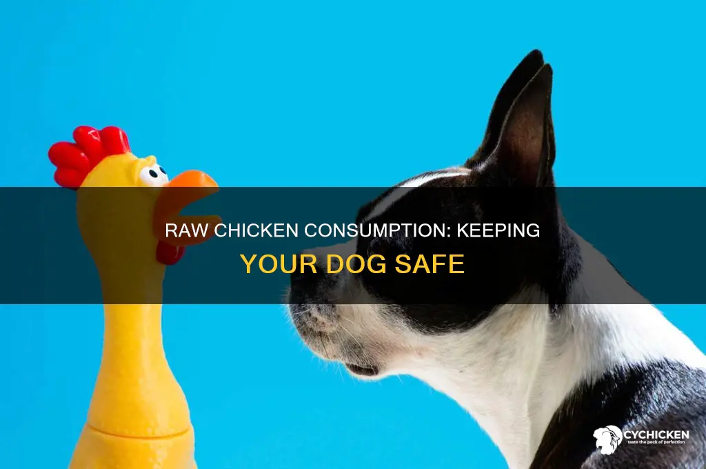 what do i do if my dog ate raw chicken