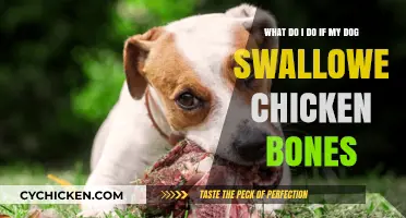How to React if Your Dog Swallows Chicken Bones