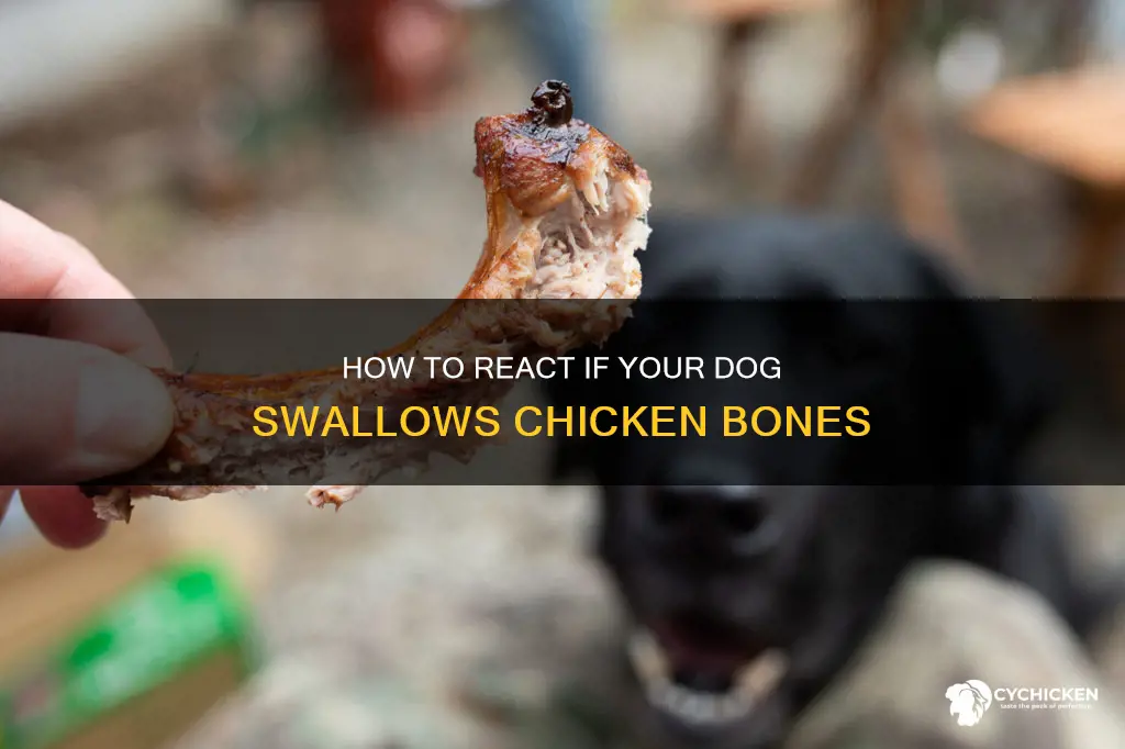 what do i do if my dog swallowed chicken bones