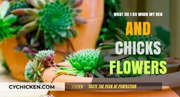 How to Care for Your Blooming Hen and Chicks