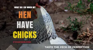 Caring for Your Hen and Her New Chicks